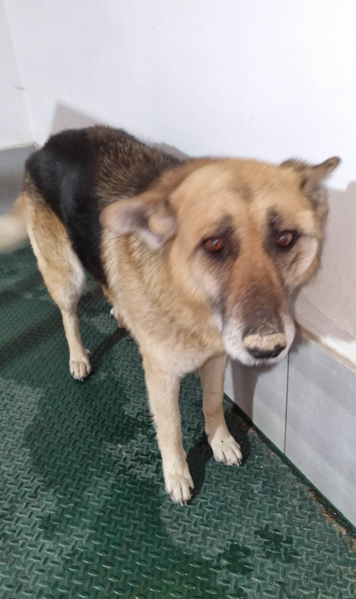 მეტისი თბილის ზღვა შემოვლითი გზა