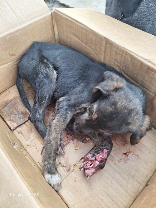 მეტისი ზაჰესი ცენტრალური ქუჩა