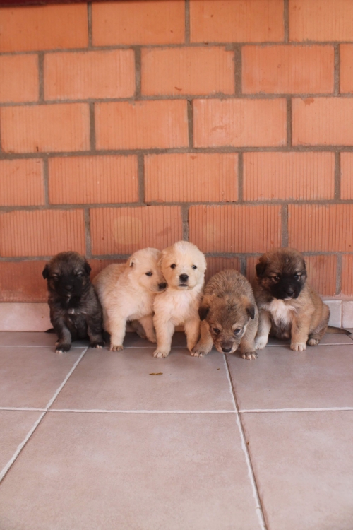 მეტისი უსახელო