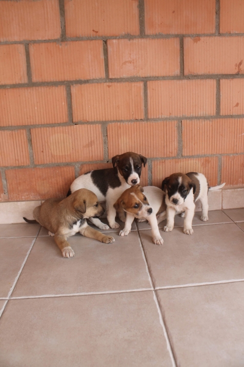 მეტისი უსახელო