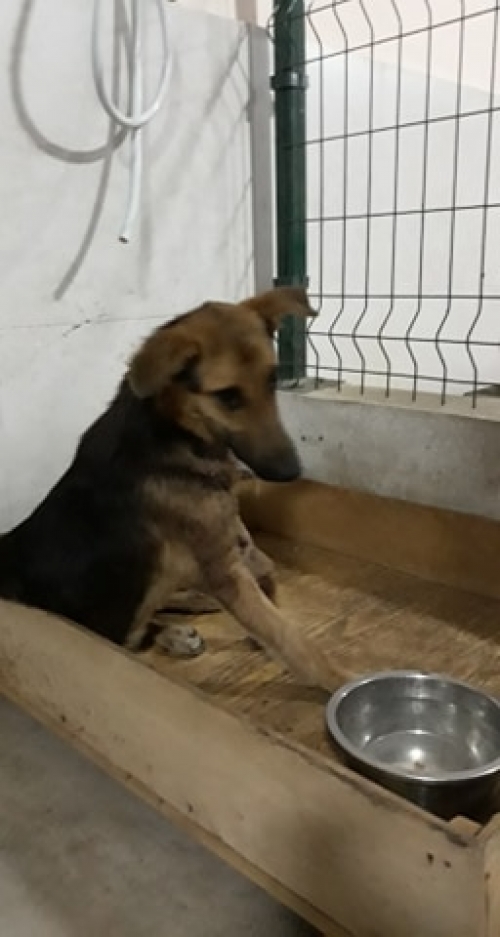 მეტისი უსახელო