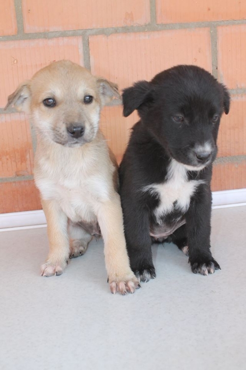 მეტისის ლეკვები უსახელო