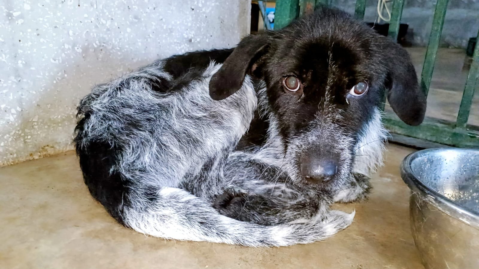 დრათჰაარი. დობი