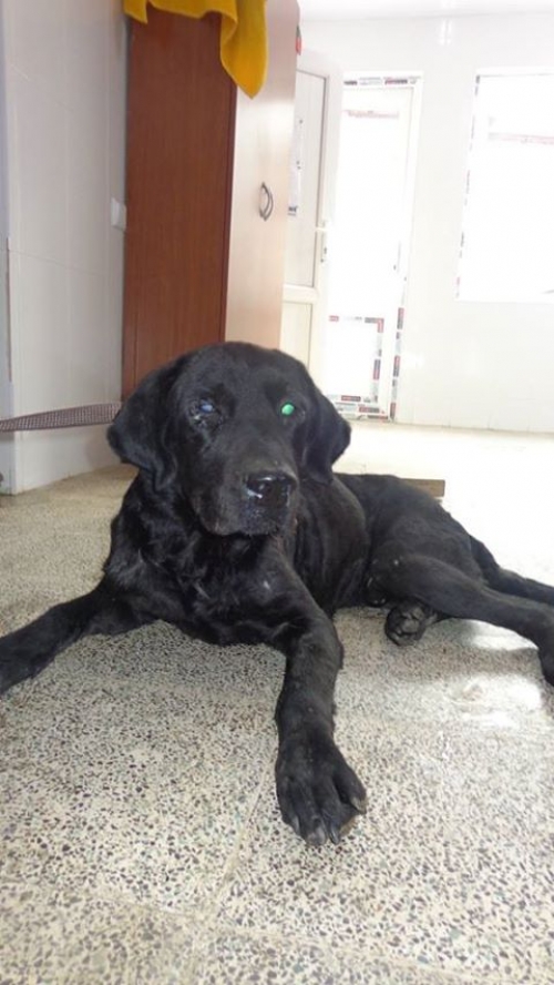 ლაბრადორი უსახელო