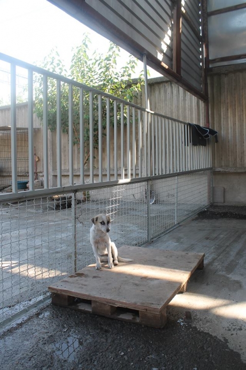 მეტისი უსახელო