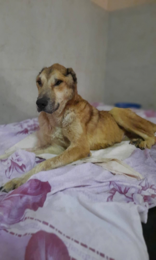 ქართული ქოფაკი ჩააბარა ნანა გაბაიძე