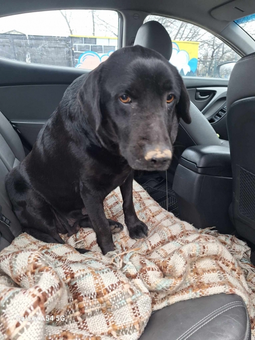 მეტისი ვარკეთილი სამხედრო ქალაქი ისთ ფოპინთან