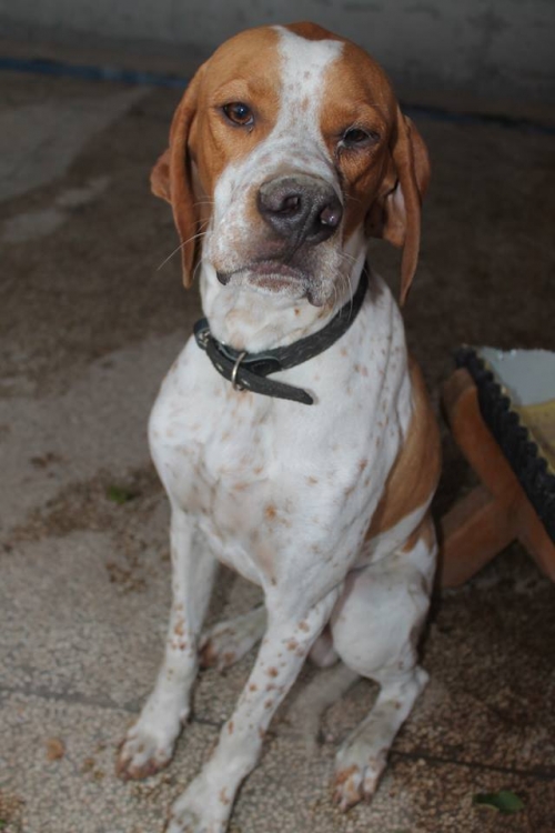 პოინტერი უსახელო