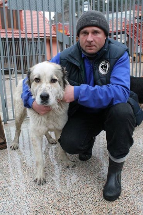 ქართული ქოფაკი უსახელო