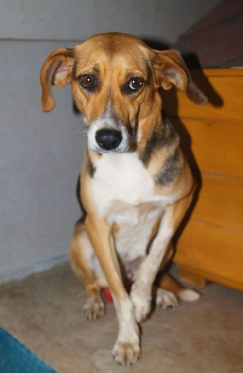 მეტისი უსახელო