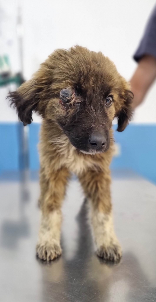 მეტისი საგურამო