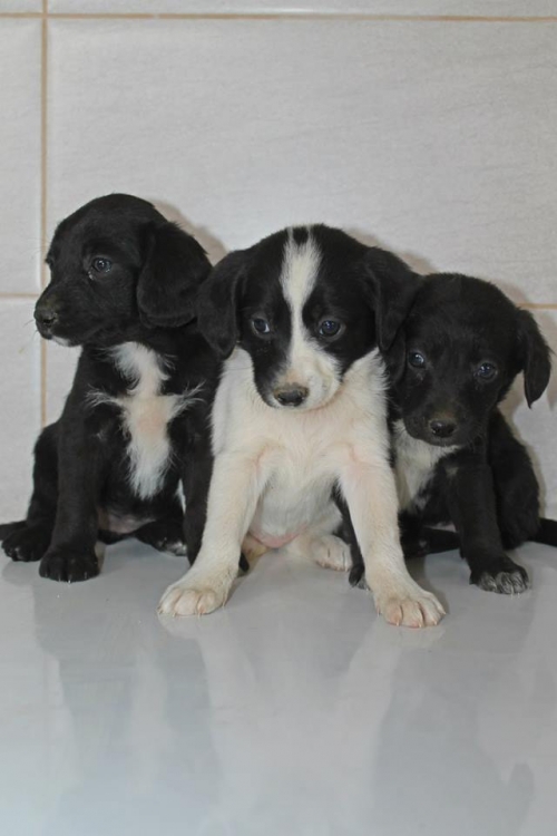 კოკერსპანელის მეტისი უსახელო