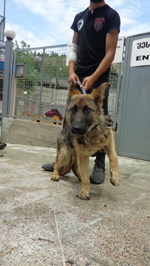 გერმანული ნაგაზი უსახელო