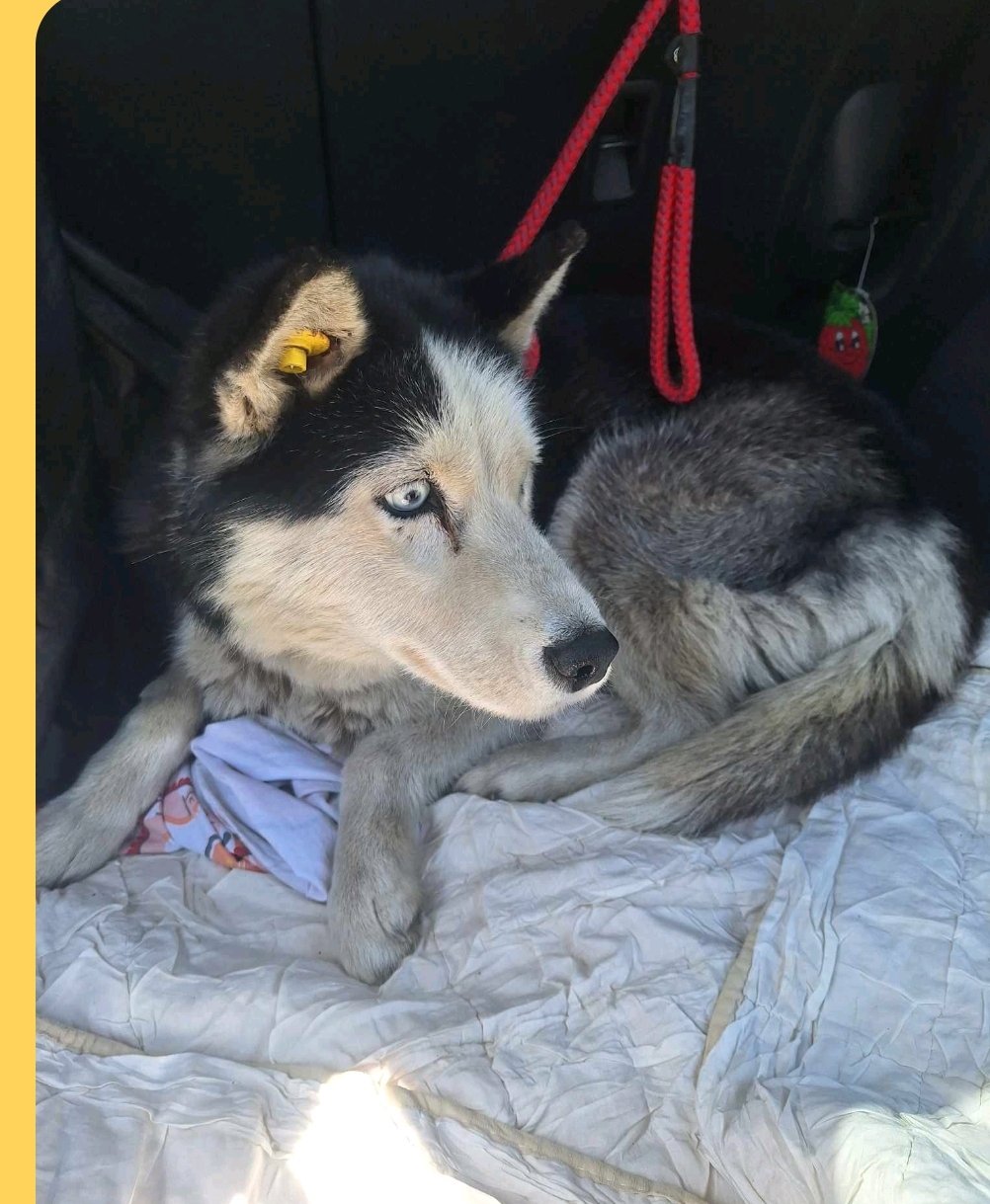 ჰასკი. ქ. წამებულის. N73. მიმი