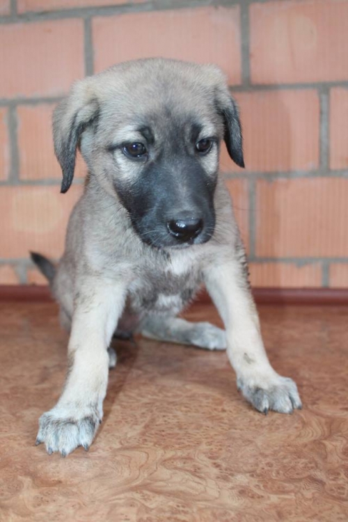 კანგალის მეტისი უასახელო