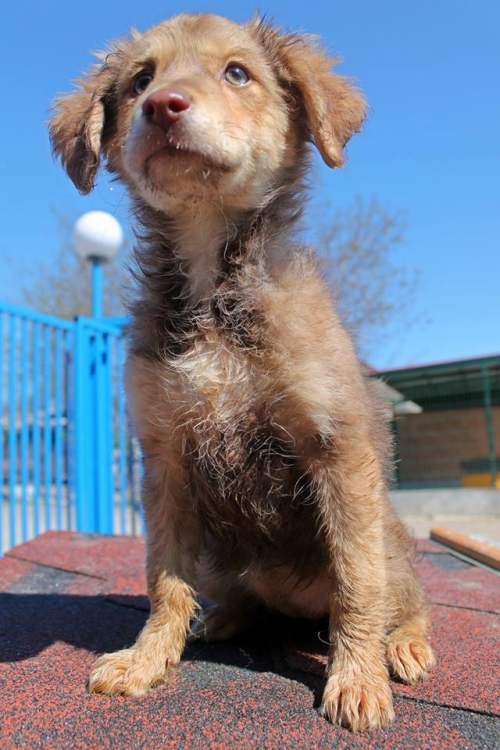 მეტისი უსახელო