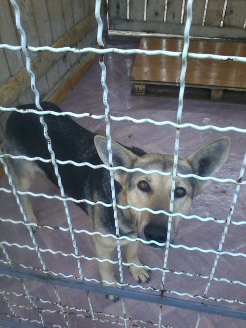 გერმანული ნაგაზი ლესი