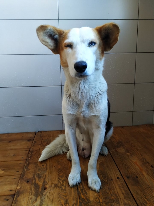 მეტისი ლილოს ბაზრობა