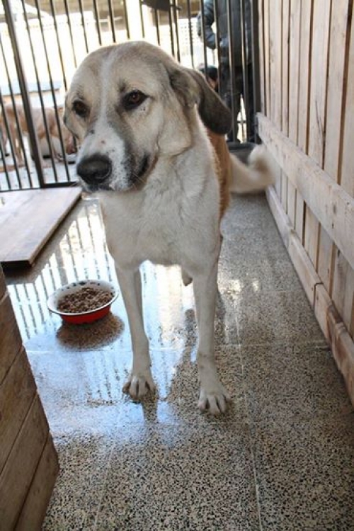 მეტისი უსახელო