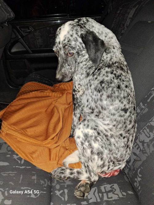 მეტისი ხუდადოვის ქუჩა 173