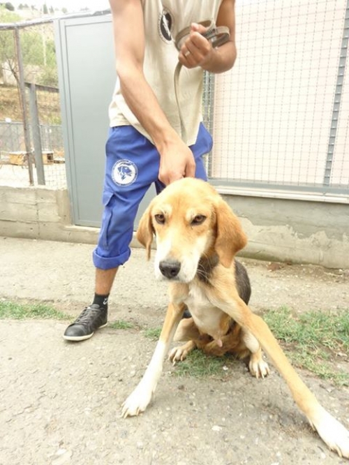 გონჩი უსახელო