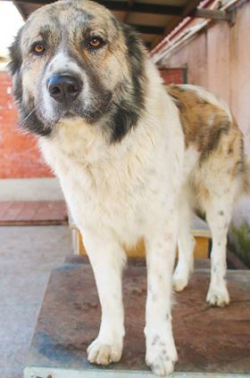 ქართული ნაგაზი ბუთა