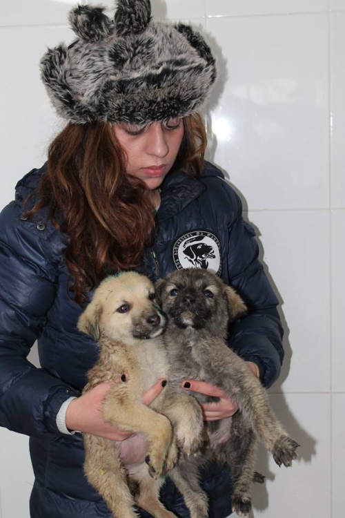 მეტისი უსახელო