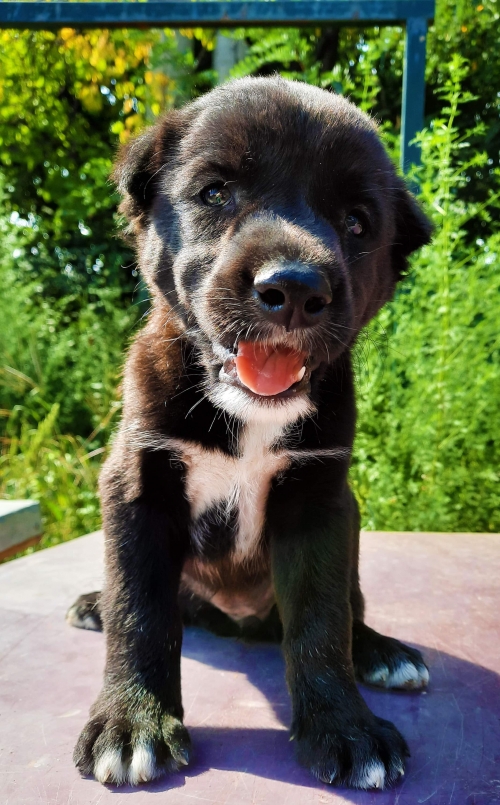 მეტისი უსახელო