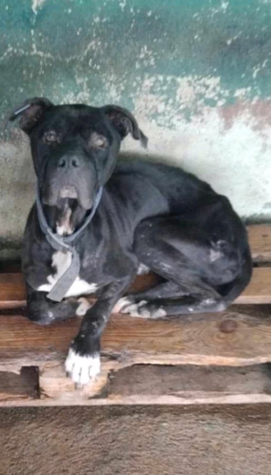 კანე კორსო. ბათუმი.
, ბობი