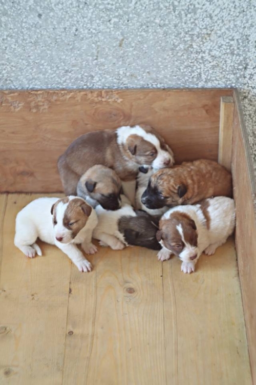 მეტისის ლეკვები უსახელო