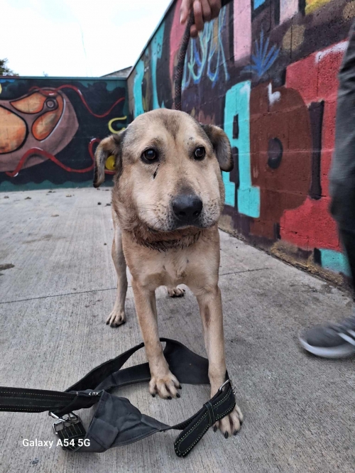 მეტისი ვარკეთილი მე 4 მკ მე 2 რიგი. სახელი რიჟა