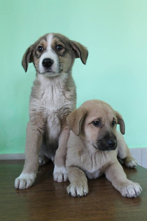 ქართული ქოფაკი უსახელო