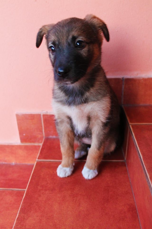 ქართული ქოფაკი უსახელო