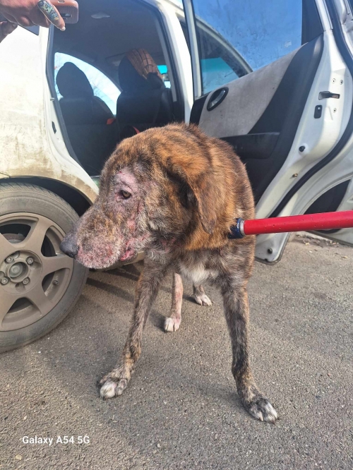 მეტისი ფონიჭალა