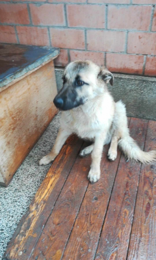 მეტისი მისაქციელი