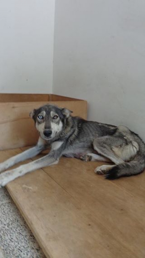 ლაიკა კატო