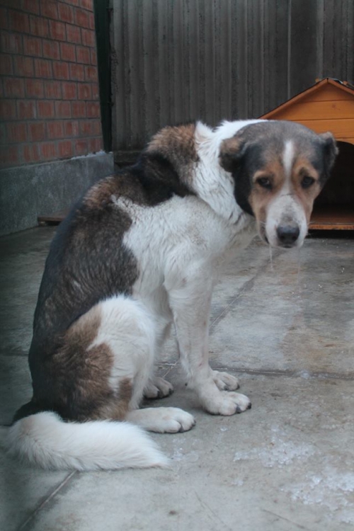 ქართული ნაგაზი სიმბა