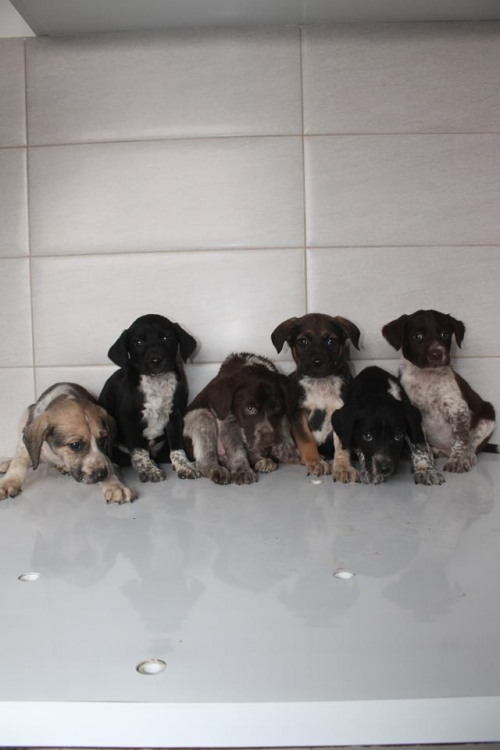 მეტისის ლეკვები უსახელო