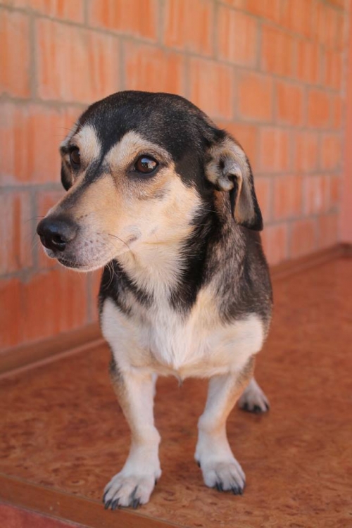 ტაქსას მეტისი რეი