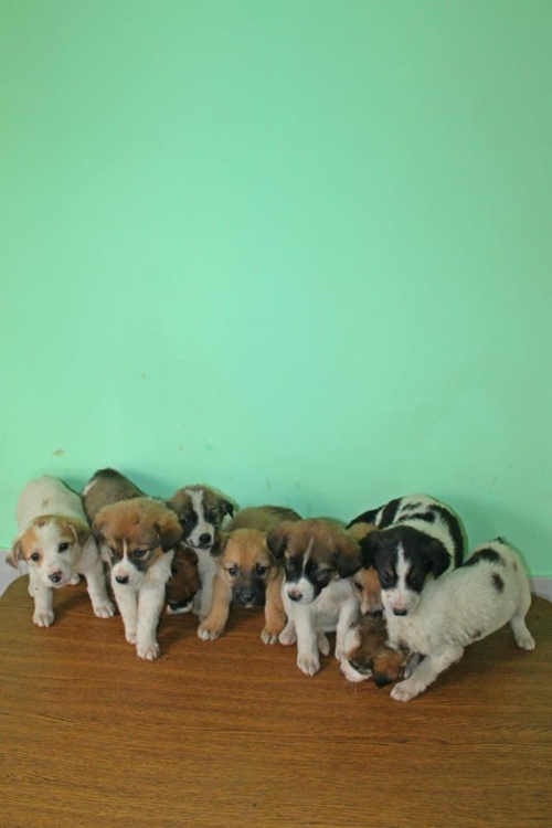 მეტისის ლეკვები უსახელო