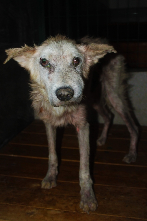 მეტისი უსახელო