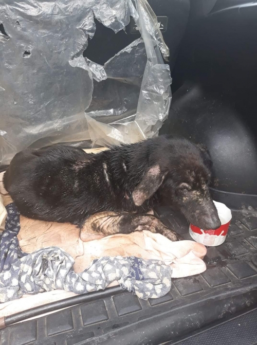 მეტისი უსახელო