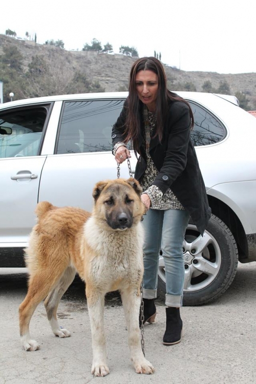 ქართული ნაგაზი ლომა