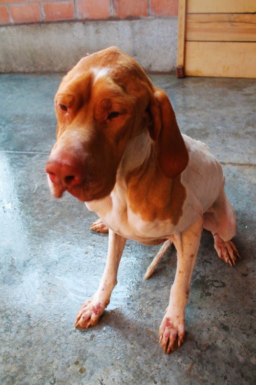 პოინტერი უსახელო