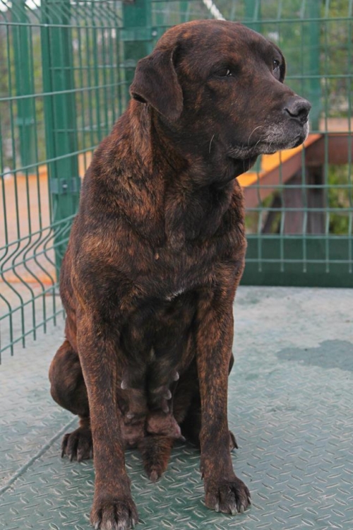 პიტბულის მეტისი ლედი