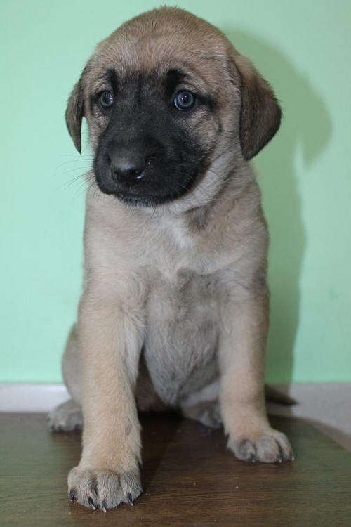 მეტისი უსახელო