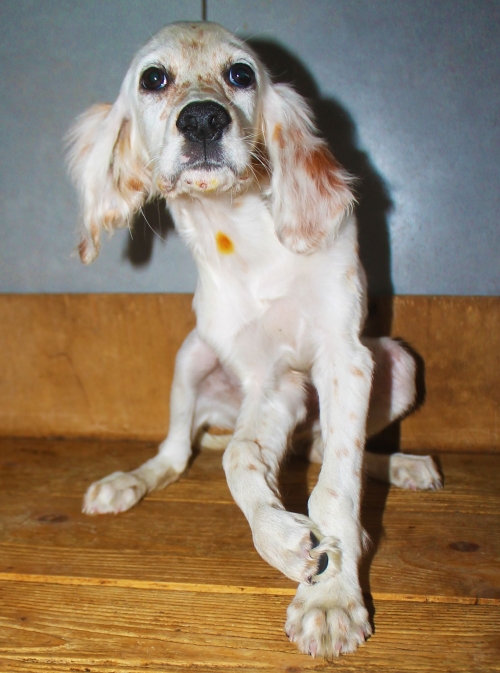 სეტერი უსახელო