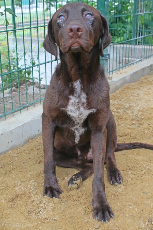 ლაბრადორი რინგო