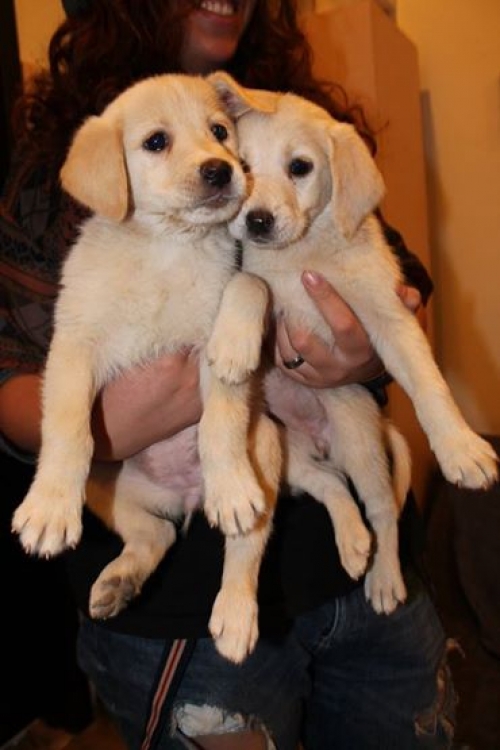 მეტისის ლეკვები უსახელო