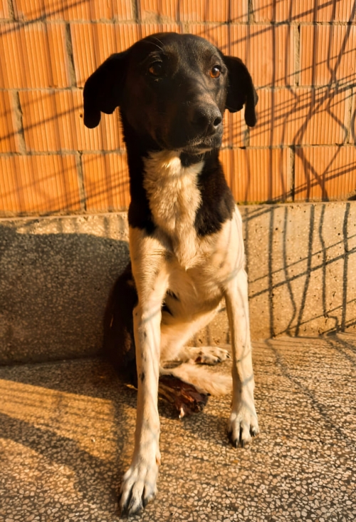 მეტისი ჩორნა